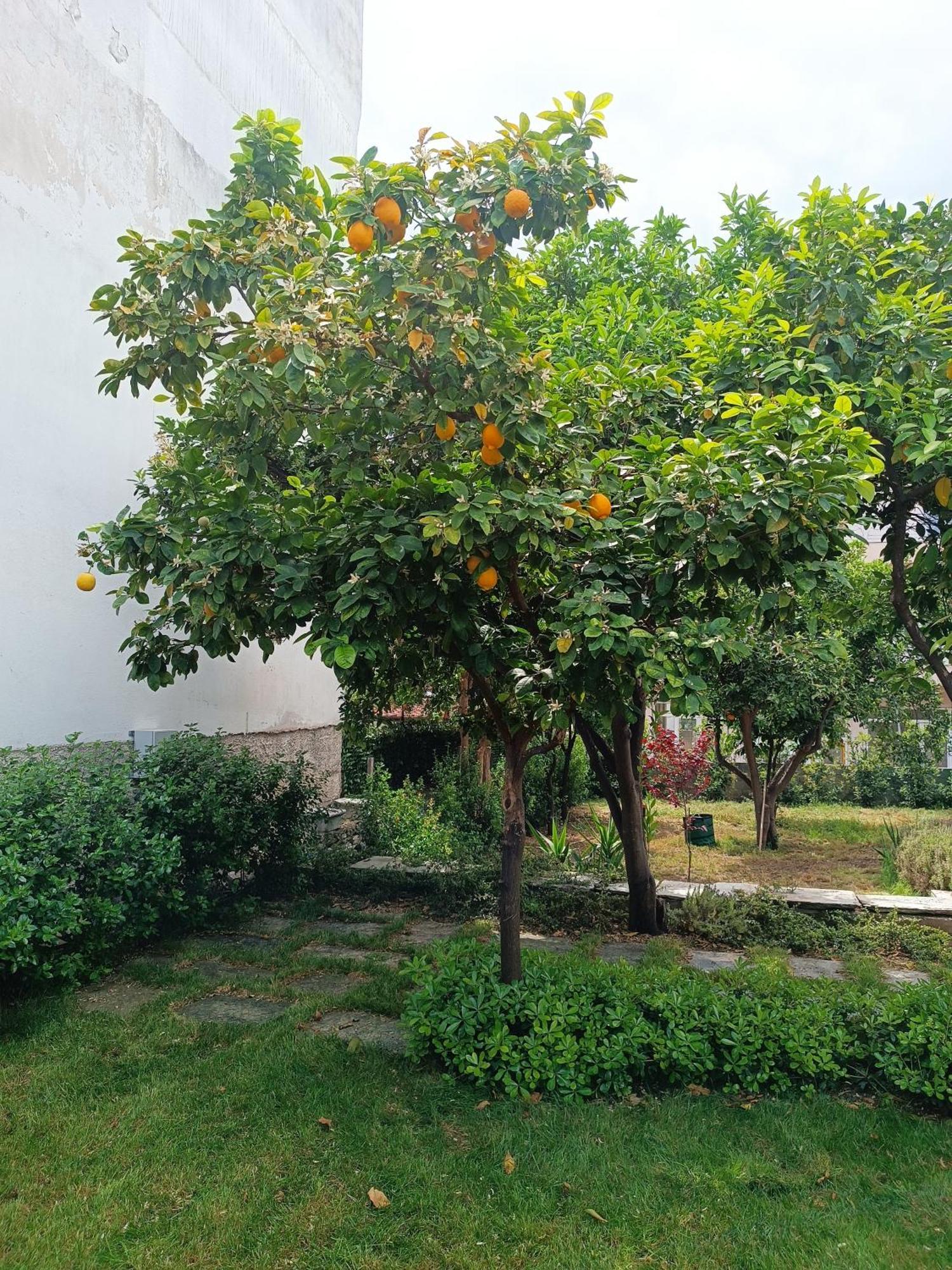 Villa Betty'S Garden House à Néa Ankhíalos Chambre photo